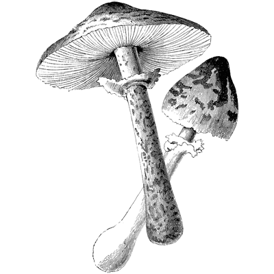 bigdaddylogin profile